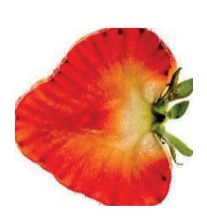 Tverrsnitt av jordbær i målestokk 1:1